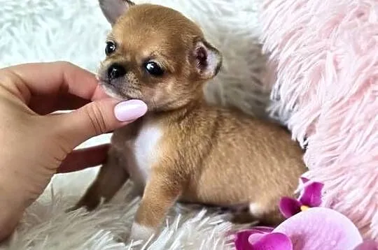 Chihuahua szczenięta Pieski, Wielkopolskie, Poznań