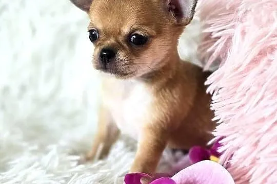 Chihuahua szczenięta Pieski, Wielkopolskie, Poznań