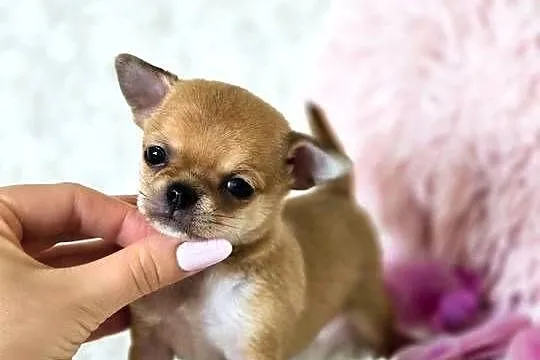 Chihuahua szczenięta Pieski, Wielkopolskie, Poznań