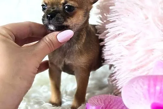 Chihuahua szczenięta Pieski, Wielkopolskie, Poznań
