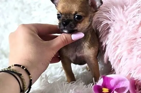 Chihuahua szczenięta Pieski, Wielkopolskie, Poznań