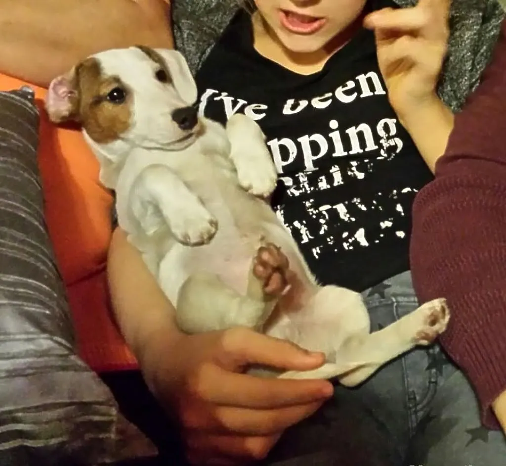 Jack Russell Terrier z holenderskim pochodzeniem