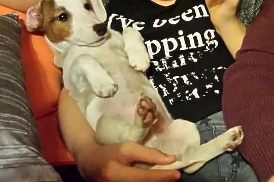 Jack Russell Terrier z holenderskim pochodzeniem