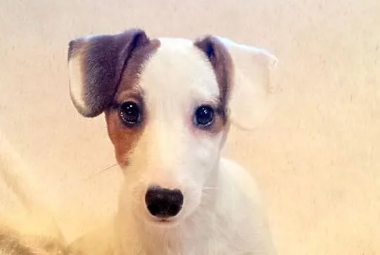 Jack Russell Terrier z holenderskim pochodzeniem