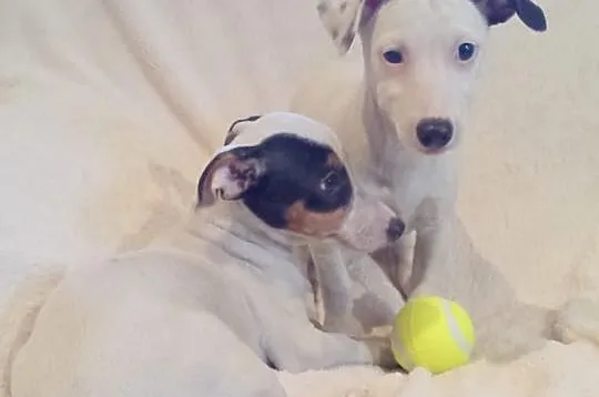 Jack Russell Terrier z holenderskim pochodzeniem