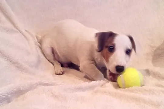 Jack Russell Terrier z holenderskim pochodzeniem