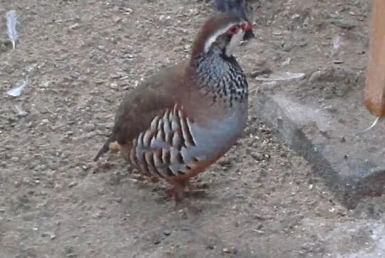 Kuropatwa czerwona