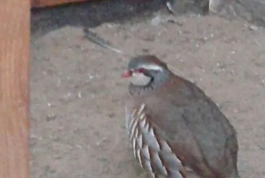 Kuropatwa czerwona