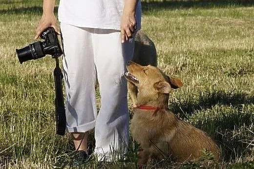 Lunka, nieduża, młoda i radosna sunia szuka domu!,