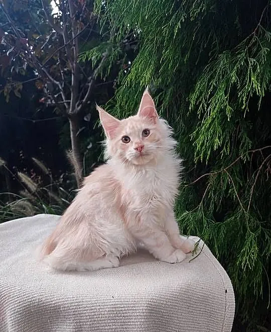 Horacy puszysty Maine Coon FPL Zapraszamy Śląsk, Śląskie, Pszczyna