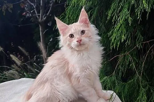 Horacy puszysty Maine Coon FPL Zapraszamy Śląsk, Śląskie, Pszczyna