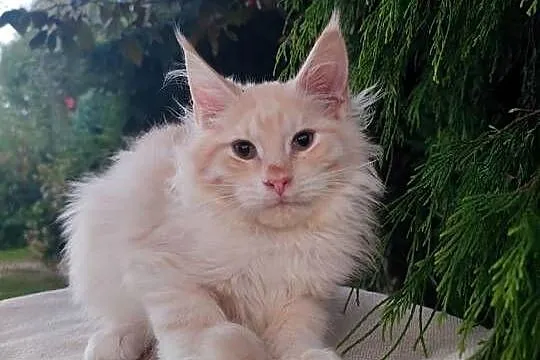 Horacy puszysty Maine Coon FPL Zapraszamy Śląsk, Śląskie, Pszczyna