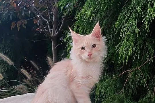 Horacy puszysty Maine Coon FPL Zapraszamy Śląsk, Śląskie, Pszczyna