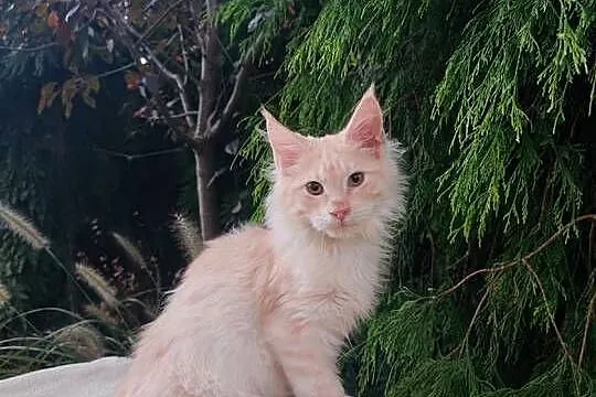 Horacy puszysty Maine Coon FPL Zapraszamy Śląsk, Śląskie, Pszczyna