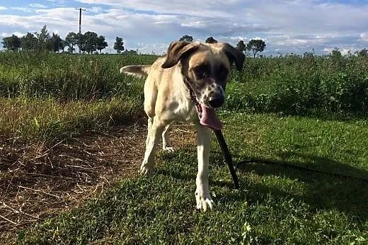 Demon pies z łańcucha nie ma nawet budy dom pilnie potrzebny,  Kundelki cała Polska