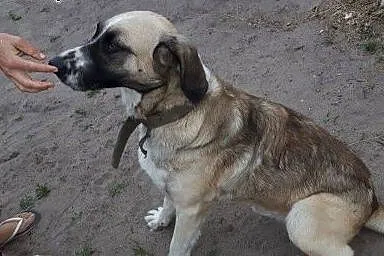 Demon pies z łańcucha nie ma nawet budy dom pilnie