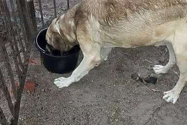 Demon pies z łańcucha nie ma nawet budy dom pilnie