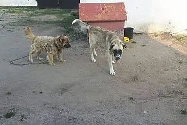 Demon pies z łańcucha nie ma nawet budy dom pilnie