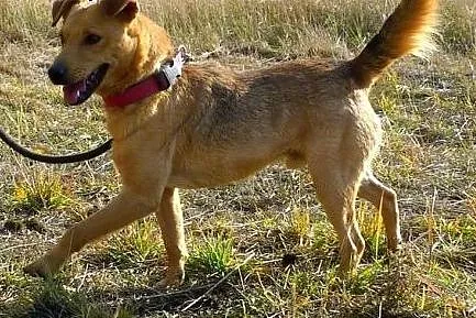 Piękny Gumiś - młody 3 letni psiak szuka nowej rod