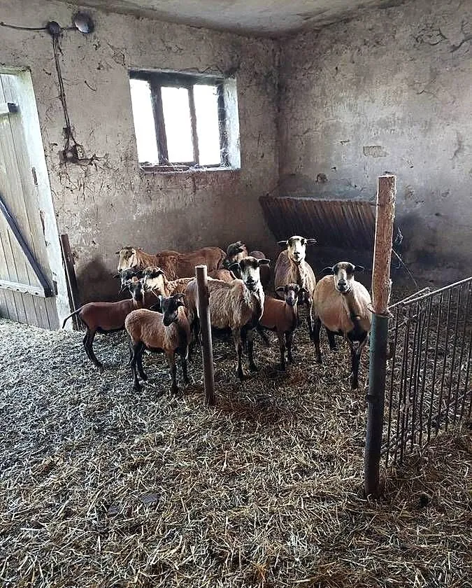 Owce i barany kameruńskie, Wielkopolskie, Strzałków