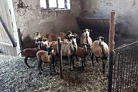 Owce i barany kameruńskie