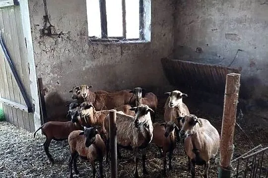 Owce i barany kameruńskie, Wielkopolskie, Strzałków