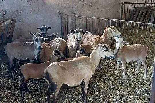 Owce i barany kameruńskie, Wielkopolskie, Strzałków
