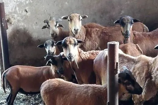 Owce i barany kameruńskie, Wielkopolskie, Strzałków