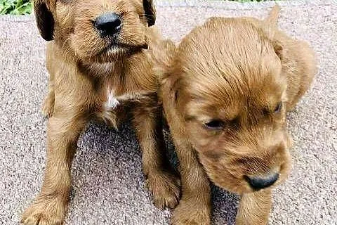 Seter irlandzki, Lubelskie, Lublin