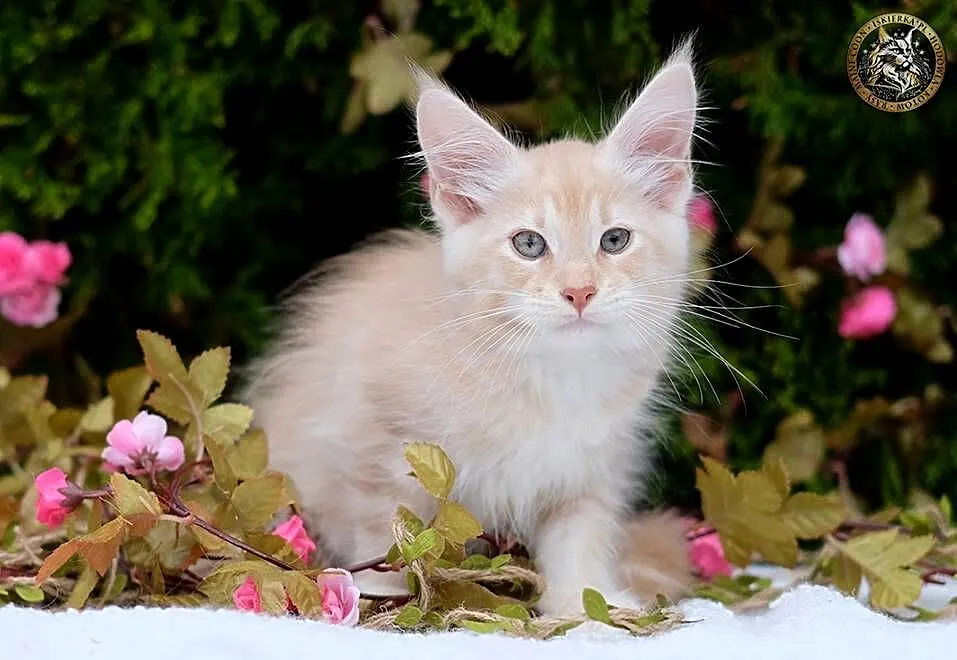 Willy kremowy srebrzysty kocurek maine coon WCF, Mazowieckie, Warszawa