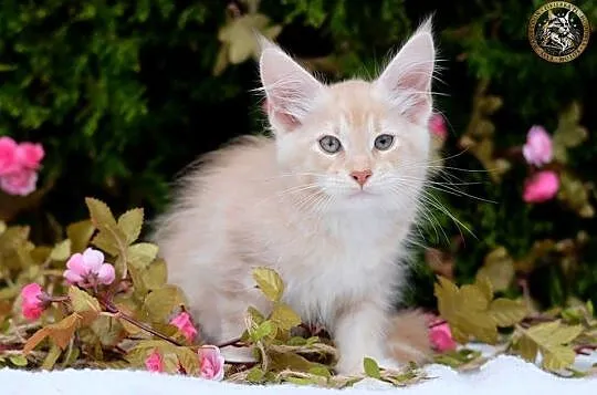 Willy kremowy srebrzysty kocurek maine coon WCF, Mazowieckie, Warszawa