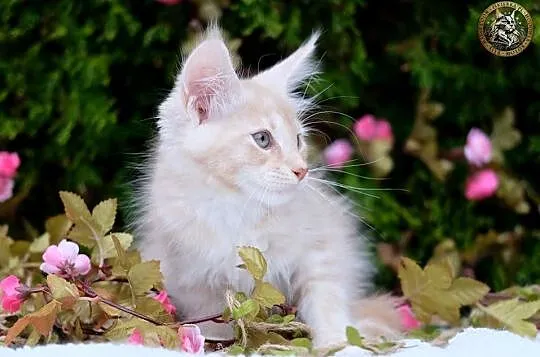 Willy kremowy srebrzysty kocurek maine coon WCF, Mazowieckie, Warszawa