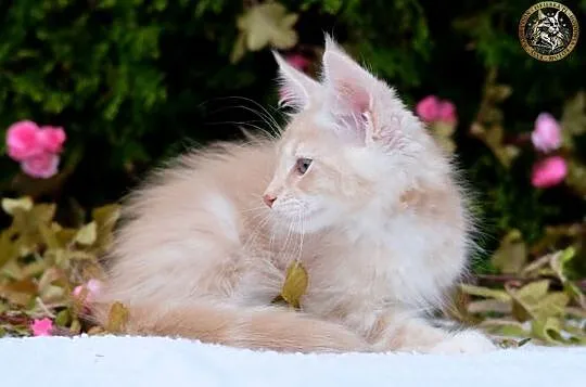 Willy kremowy srebrzysty kocurek maine coon WCF, Mazowieckie, Warszawa