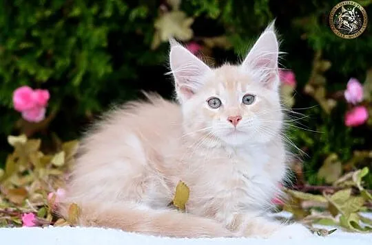 Willy kremowy srebrzysty kocurek maine coon WCF, Mazowieckie, Warszawa