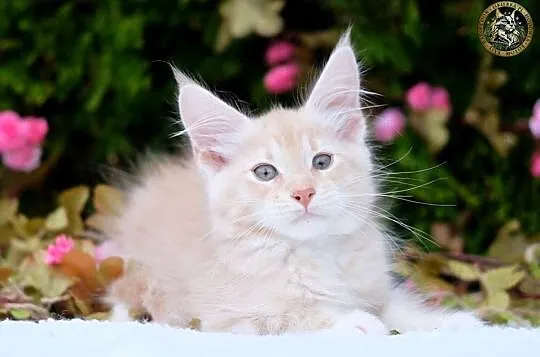 Willy kremowy srebrzysty kocurek maine coon WCF, Mazowieckie, Warszawa