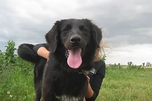 Sajmon piękny pies w typie flat coated retrievera 