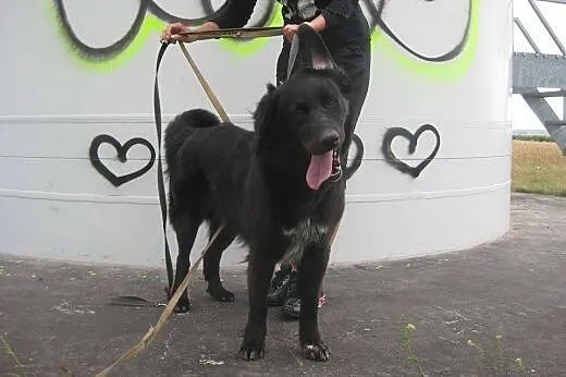 Sajmon piękny pies w typie flat coated retrievera 