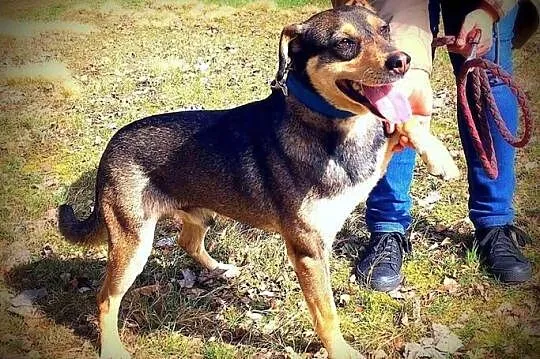 Młody, posłuszny i grzeczny Odysek szuka wspaniałe