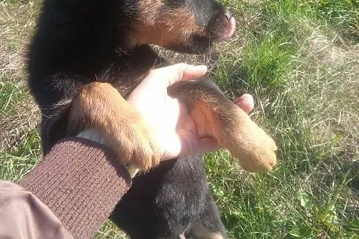 3 miesięczny szczeniak Fido szuka domu ADOPTUJ !, 