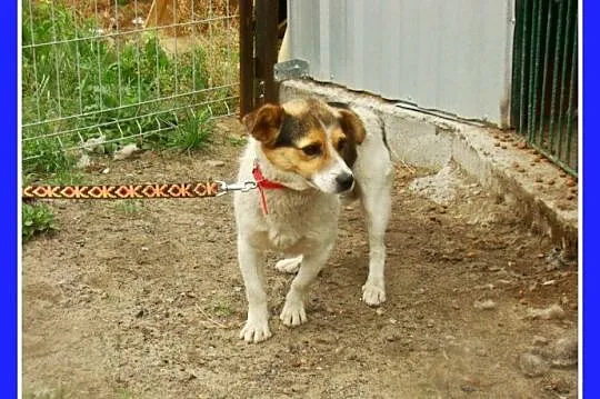 Sympatyczny,mały 8 kg psiak GUMIŚ,wesoły,towarzyski,przyjazny_Adopcja