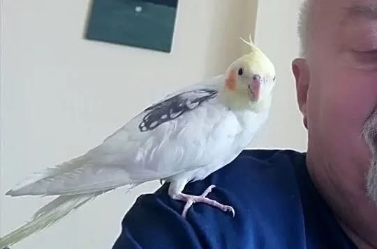 Papugi Nimfy na sprzedaż ręcznie karmione