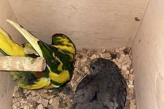 Modrolotki czerwonoczelne/kozie ręcznie karmione