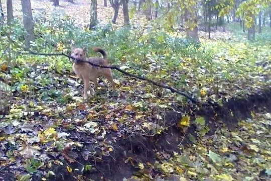 Piękna suczka pilnie szuka domu.