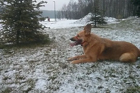 Piękna suczka pilnie szuka domu.