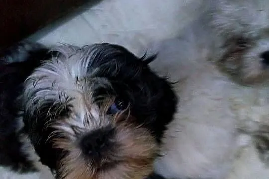 pieski Shih Tzu 3 dziewczyni i 3 chłopcow