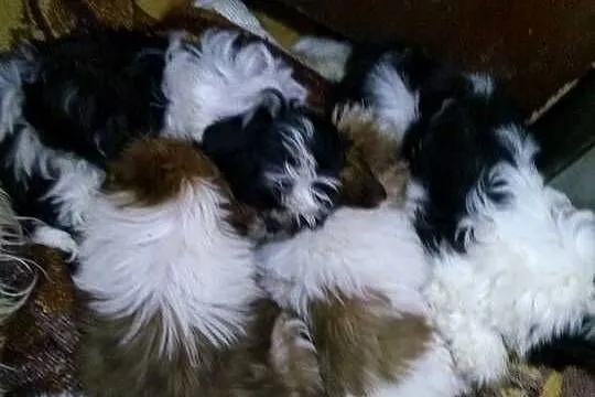 pieski Shih Tzu 3 dziewczyni i 3 chłopcow, Kujawsko-pomorskie, Unisław