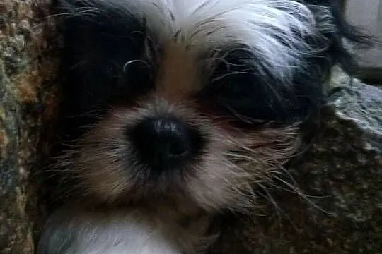 pieski Shih Tzu 3 dziewczyni i 3 chłopcow, Kujawsko-pomorskie, Unisław