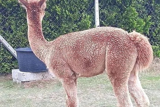 Sprzedam samca alpaki, Opolskie, Olesno