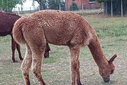 Sprzedam samca alpaki, Opolskie, Olesno