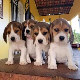 Wesołe i urocze szczenięta beagle na sprzedaż................................